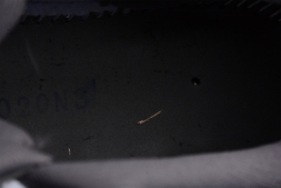 Nike Air Jordan 11 Low Bred 528896-003